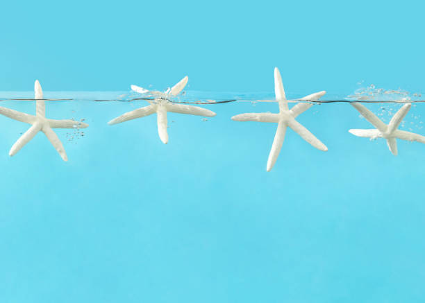 White starfishes in water. Minimal summer vacation concept. Underwater blue background. Fun swimming or diving activities idea.