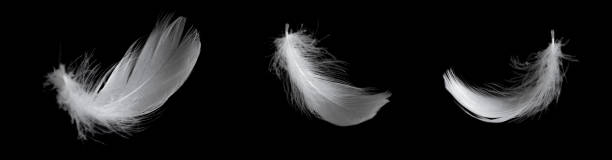 istock white feather of a goose on a black background 1403300249