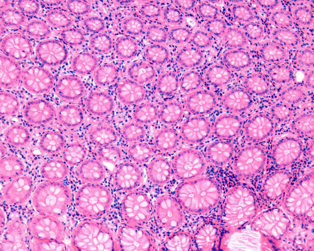 Cripte Colon 1.100+ Cellula Mucosa Foto stock, immagini e fotografie royalty-free ...