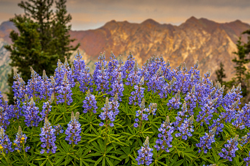 A cluster of purple lupine growing at high elevation on the Rocky Mountains of Utah.