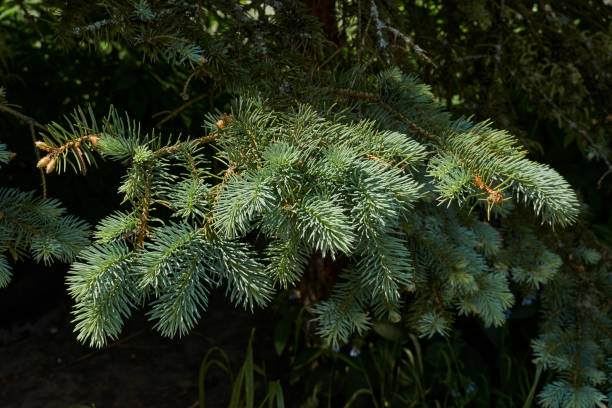 istock Young shoots of blue spruce. 1403303116