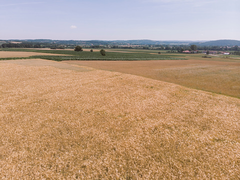 Ripe wheat agricultural field in summer. Drone point of view.