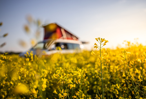 agricultural canola field with lots of yellow flowers,van parked next to it with red colored extended roof second floor bedroom area,focus on foreground,van life