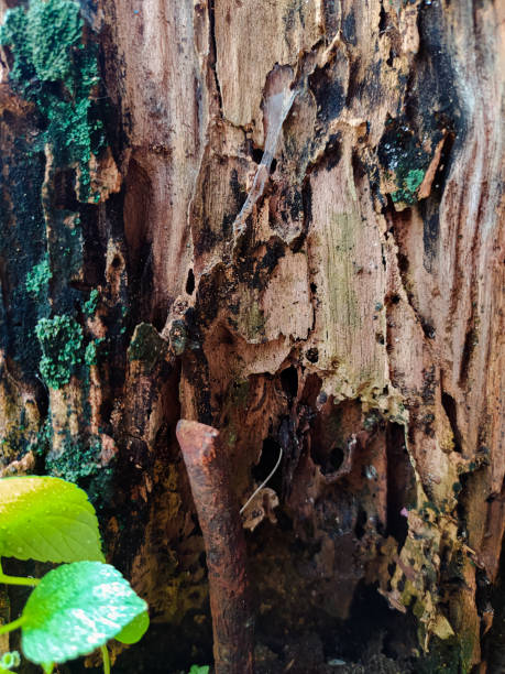 istock Porous Wood 1403303538