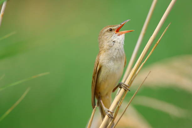 Bird singing Reed thrush song bird singing on the reed marsh warbler stock pictures, royalty-free photos & images