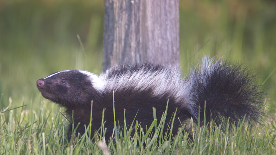 baby skunk in profile view sniffing the air