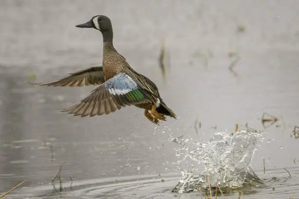 Photo of liftoff duck