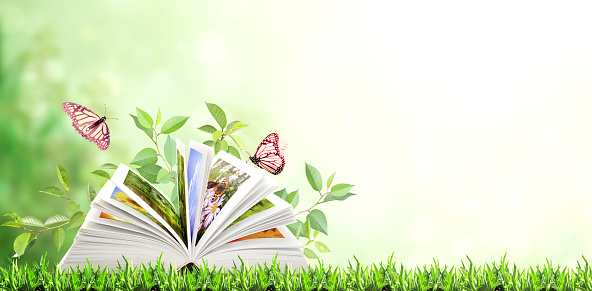 Book of nature. Horizontal banner with book open and two Monarch butterflies on green grass. Knowledge, education, ecology and environment concept. Copy space for text