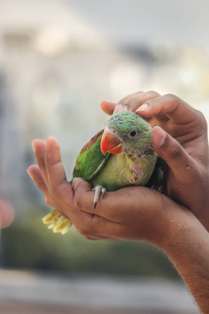istock The beautiful baby pheasant in human hands 1403307748