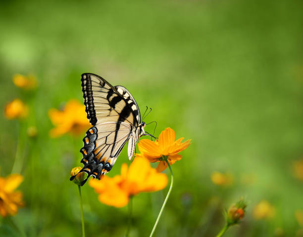 istock Tiger Swallowtail butterfly on yellow Cosmos flowers 1403309735