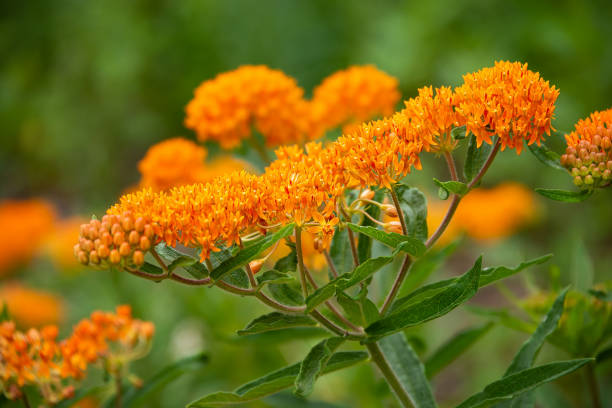 Butterfly weed (Asclepias tuberosa) blooming in the garden