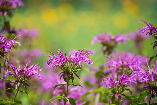 Purple Bee Balm flowers blooming in the garden. Attracts butterflies, bees, hummingbirds, and pollinators. Natural green and yellow background with copy space.