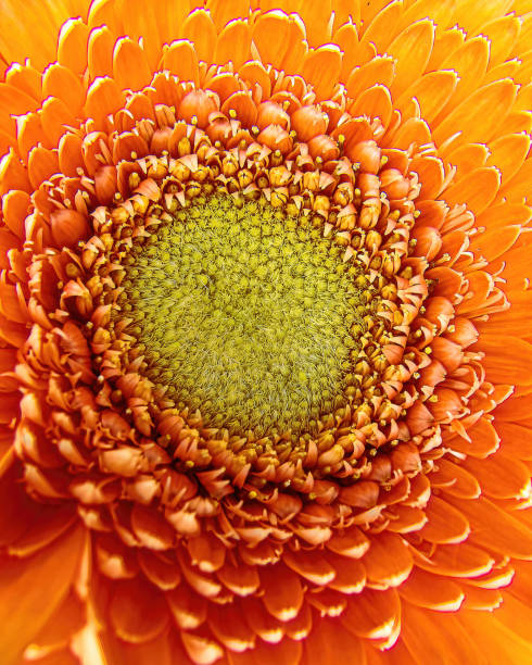 istock The center of a Orange-red Gerbera Daisy 1403309920