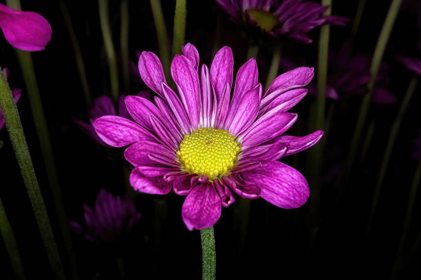 istock Purple pompom with vibrant center 1403310520