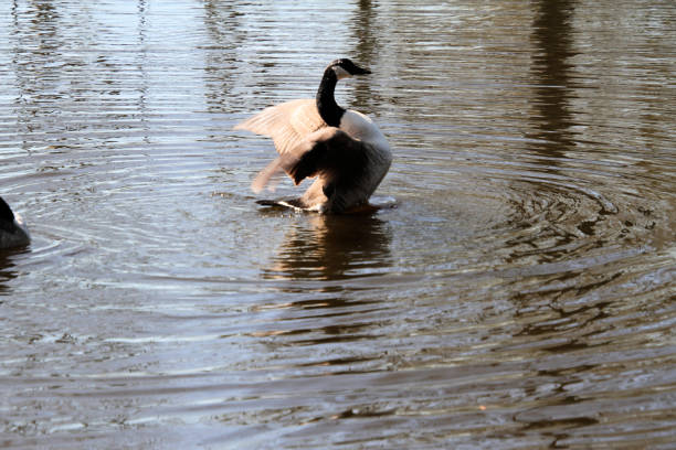 A close up of a Canada Goose at Burton Mere Wetlands Nature Reserve