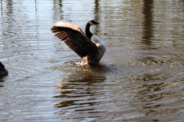 istock A close up of a Canada Goose 1403310667