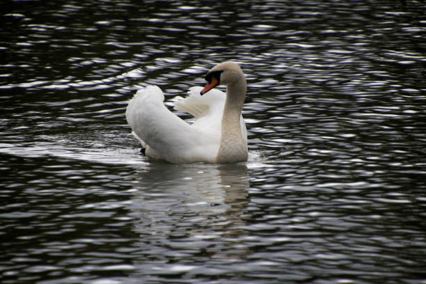 istock A close up of a Mute Swan 1403310668