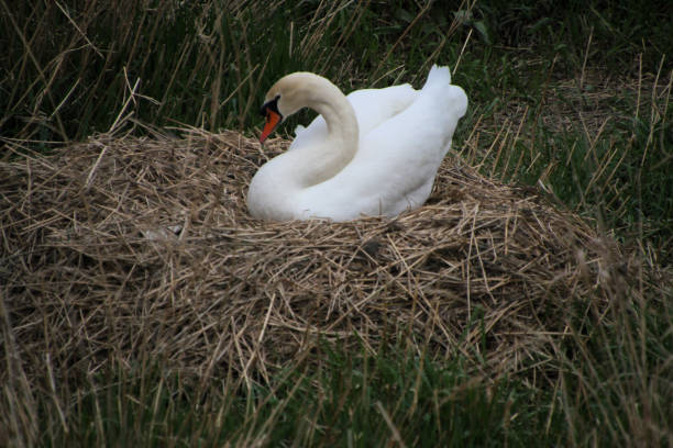 istock A close up of a Mute Swan 1403310690