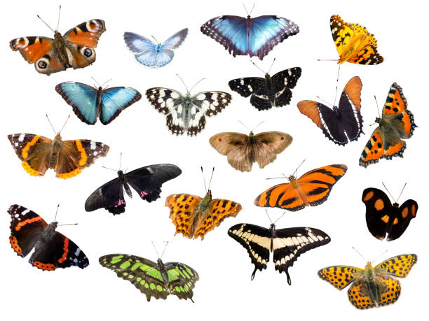istock different species of butterflies isolated on white background 1403310988