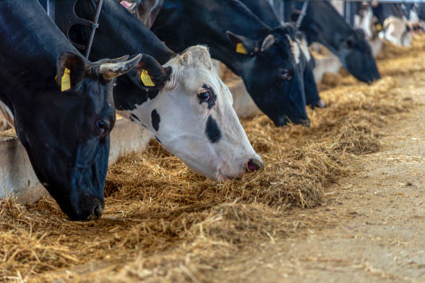 istock Cows eating in modern farm shed. 1403311994