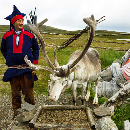 Honningsvag, Norway - June 12, 2022: Reindeer and Laplander deer-breeder.