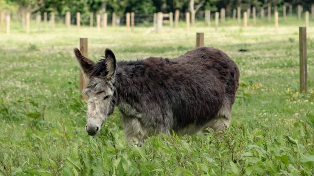 istock Donkey Hiding In Field Of Weeds. 1403312223