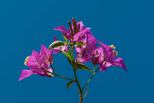 Buganvillea flowers stock photo