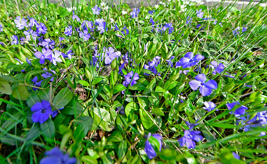 Periwinkle is a genus of creeping shrubs or perennial herbs of the Kutrovye family.