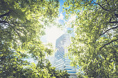 istock Big trees for a better city 1403313647