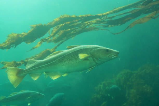 istock Norwegian sea Cod fishes under water, Norway 1403315009