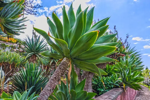 Photo of tropical plants in Funchal, Madeira island, Portugal