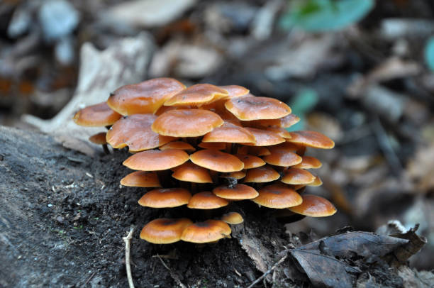 istock Winter mushrooms Flammulina velutipes 1403315216