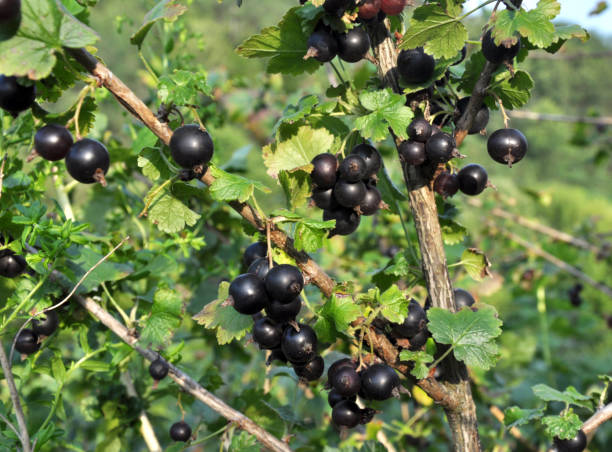 en la rama hay bayas maduras de yoshta - gooseberry fruit bush green fotografías e imágenes de stock