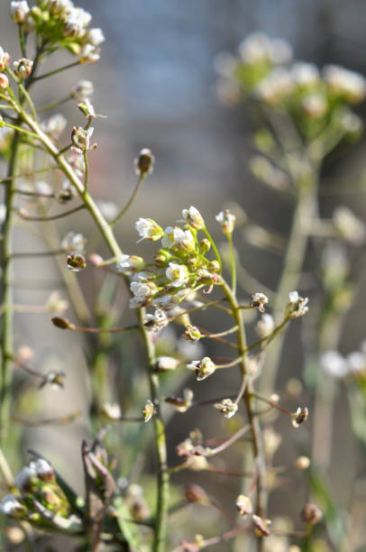 istock Capsella bursa-pastoris blooms in nature 1403316272