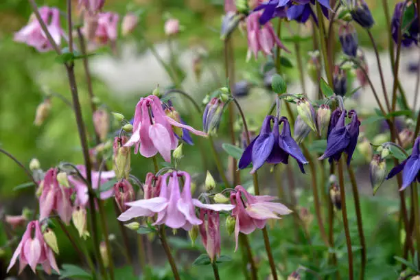 Photo of Multicolored flowers Aquilegia is a genus of herbaceous perennial plants of the Buttercup family Ranunculaceae