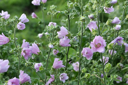 In summer, the mallow grows and blooms in the wild