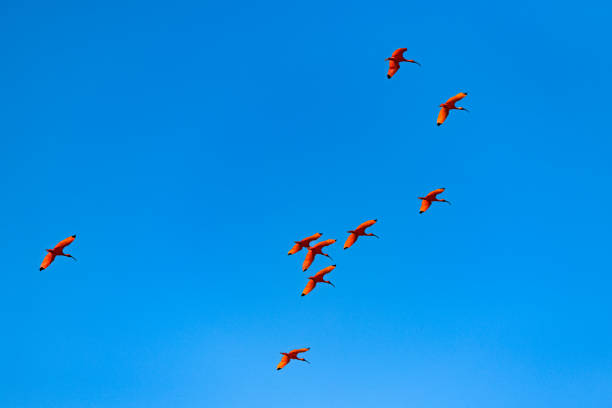 istock Scarlet Ibis, flock of red birds 1403316616
