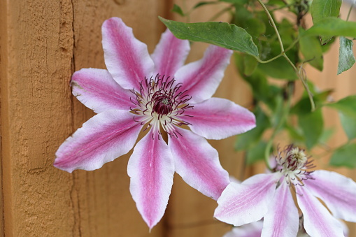 Bright pink Clematis flowers with green leaves on an old wood fence