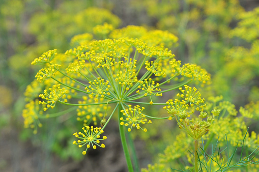 In the open ground in the garden grows vegetable dill