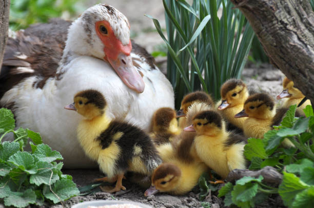istock A female muscovy duck (Cairina moschata) with her young brood. 1403317491