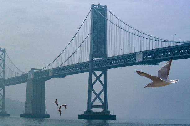 The bay bridge photographed from the San Francisco side along the San Francisco waterfront where seagulls are always flying and you really feel that this is a port city on the Pacific Ocean.