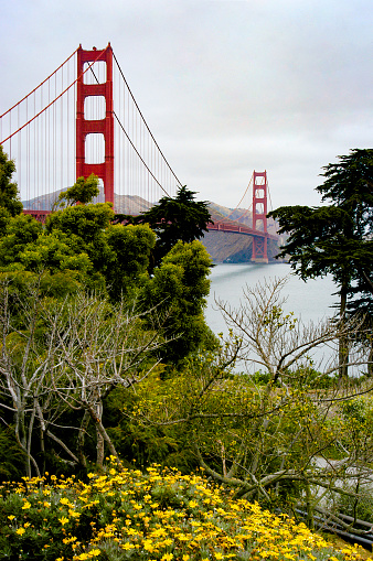 This view of the Gold Gate Bridge in the background has a beautiful park with yellow flowers blooming in the foreground.