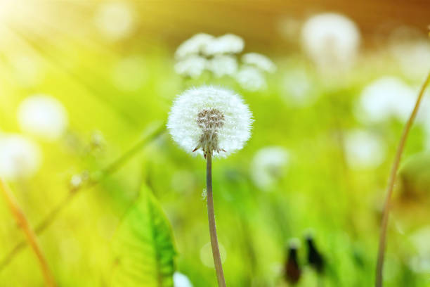 istock A single dandelion in green grass in bright sunlight 1403318810