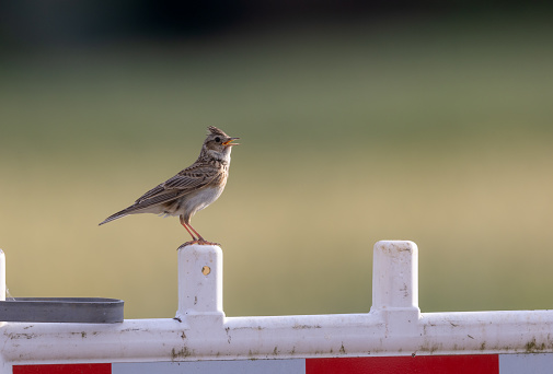 Group of sparrows sitting together, House sparrow or Passer domesticus. It is a bird of the sparrow family Passeridae.