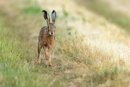 European hare (Lepus europaeus) running on a meadow.