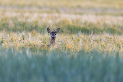 Young male roe deer (Capreolus capreolus) looking out of a cereal field.