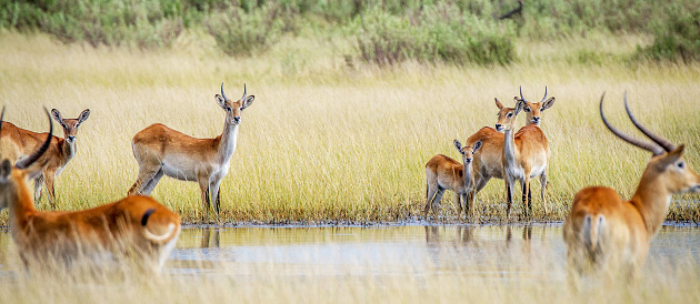 Creative Wildlife pictures of  Linyanti,Botswana