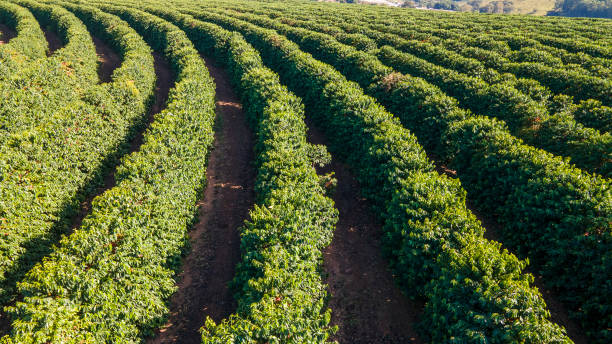 istock Aerial view of coffee plantation 1403323008