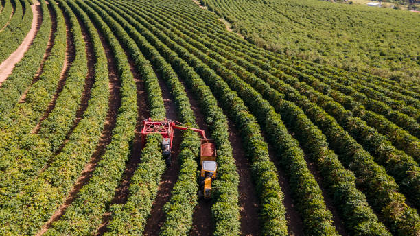 istock Aerial view of the coffee harvest 1403323009