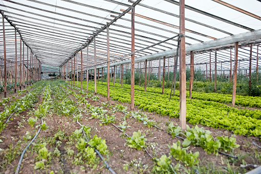 Wide angle view of vegetable crops planted in greenhouse environment with controlled irrigation system.